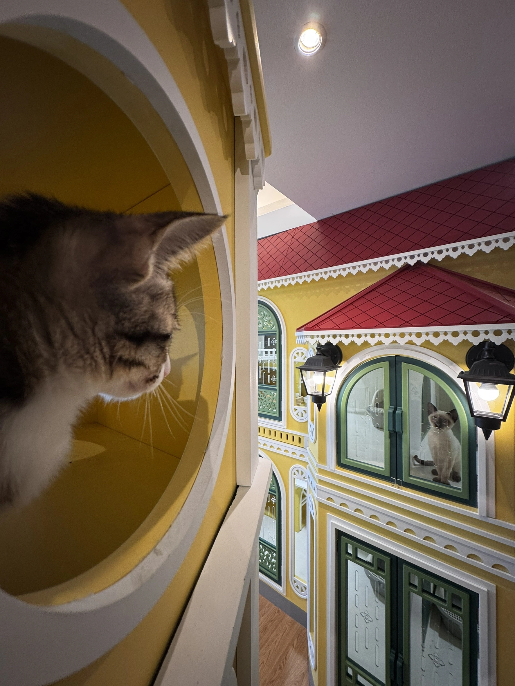 ย้ายบ้าน ฝากของ ระหว่างรีโนเวทบ้าน พร้อมฝากน้องแมวที่ Wimanmeow Cat Hotel